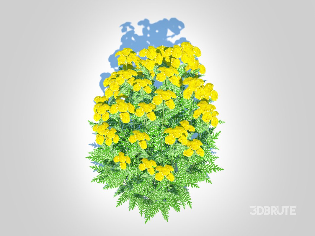 Achillea – yarrow yellow Image 5