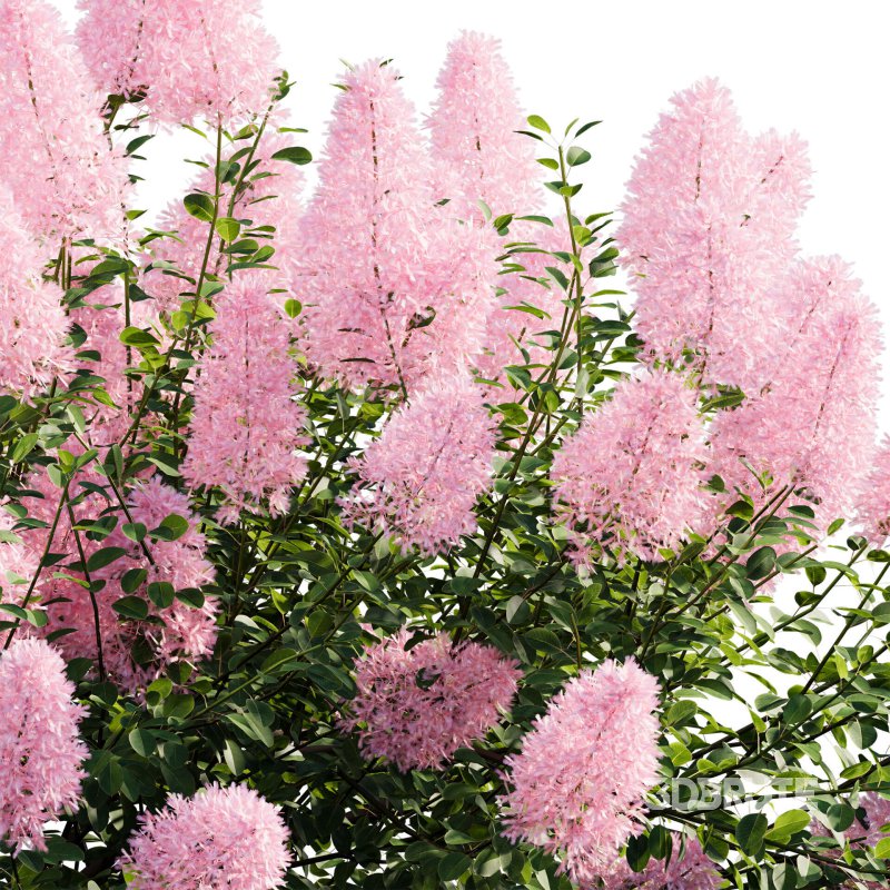 Cotinus coggygria – Smokebush 04 Image 5