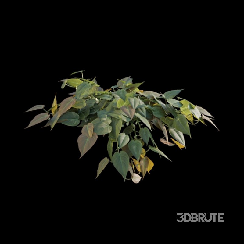 Philodendron Scandens Micans Image 3