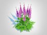 Astible chinensis – dwarf astilbe - Thumbnail 4