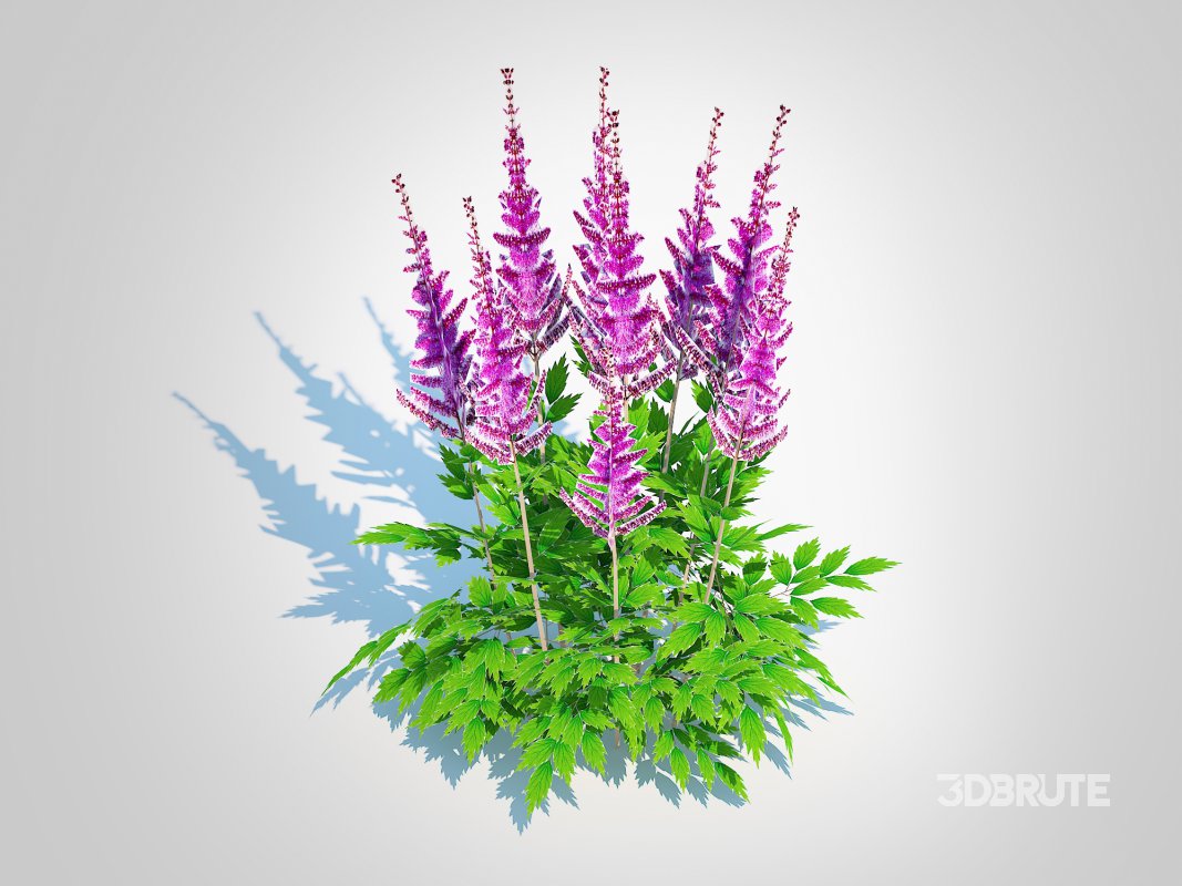 Astible chinensis – dwarf astilbe Image 4