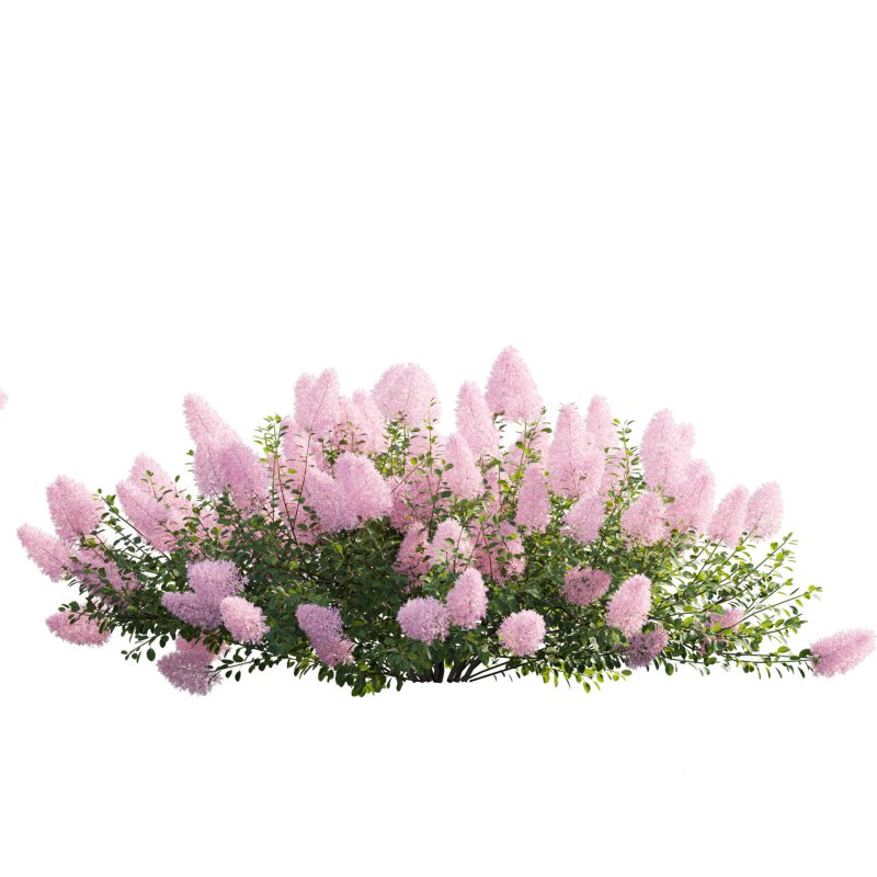 Cotinus coggygria – Smokebush 04 Image 3