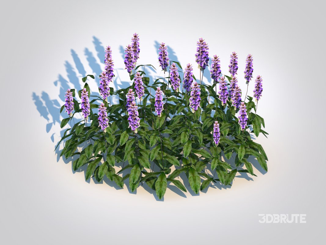 Ajuga ‘Chocolate Chip’ – Bugleweed Image 4