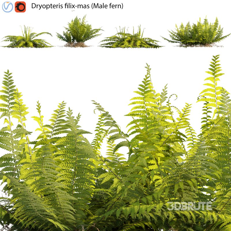 Dryopteris filix-mas – Male fern -02 Image 1