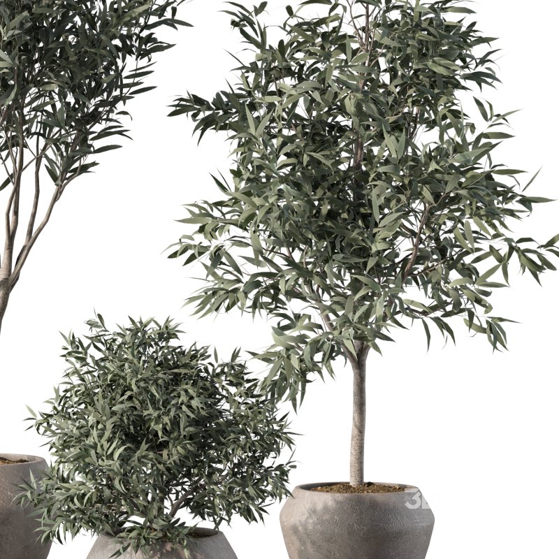 Olive Tree Indoor Plant Set.3 Image 3