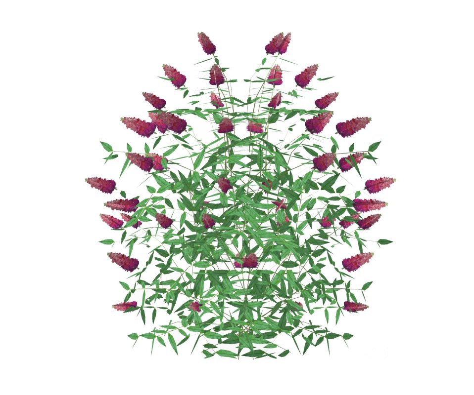 Buddleja Butterfly Bush Pink Image 4