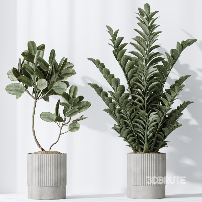 AV Indoor plants set 198 Arbequina Olive and Lemon Lime Cane Dragon and Zamiifolia Aracea and Ficus Elastica Abidjan Image 7