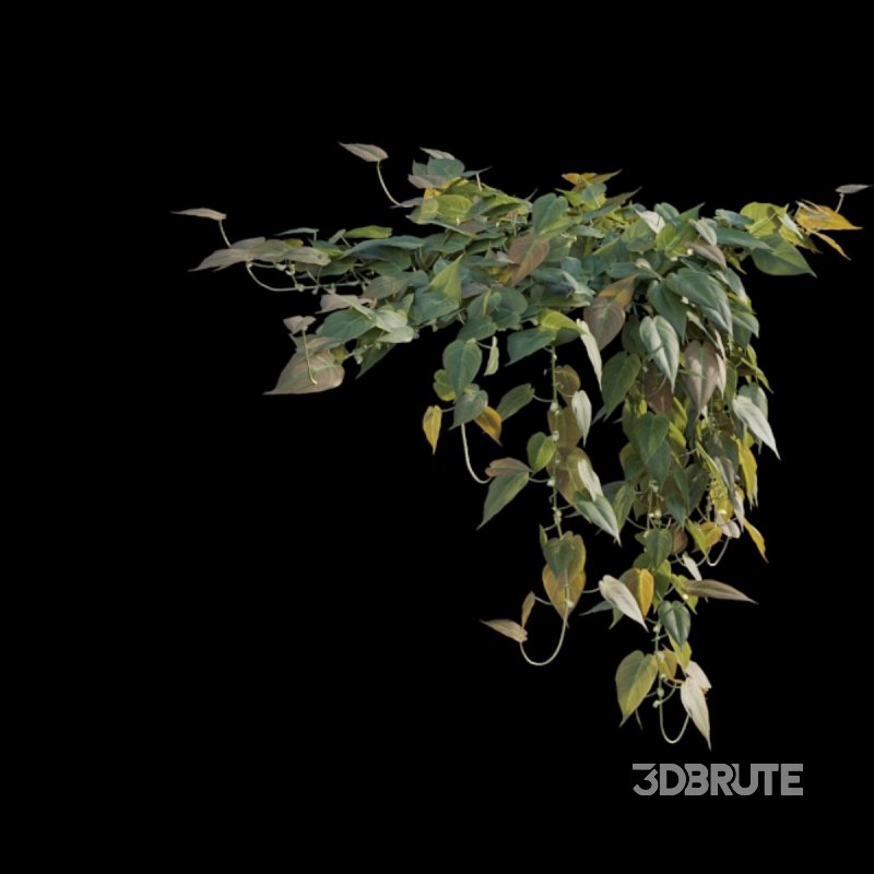 Philodendron Scandens Micans Image 4