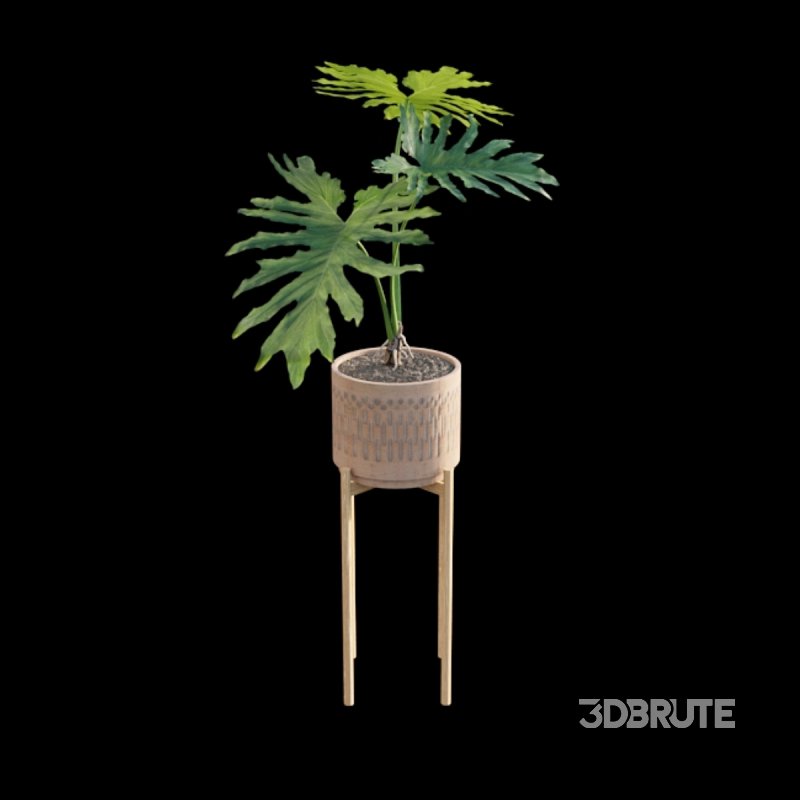 Philodendron bipinnatifidum – Philodendron selloum Split Image 4