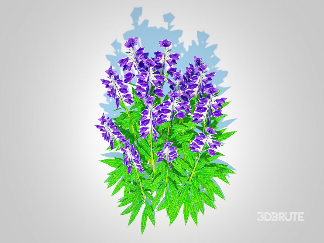 Campanula persicifolia – Peach-leaved bellflower_Blue Image 5