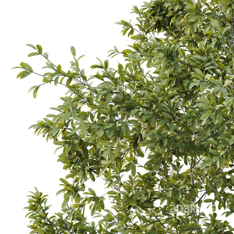 Spanish Moss Tree 03 Image 4