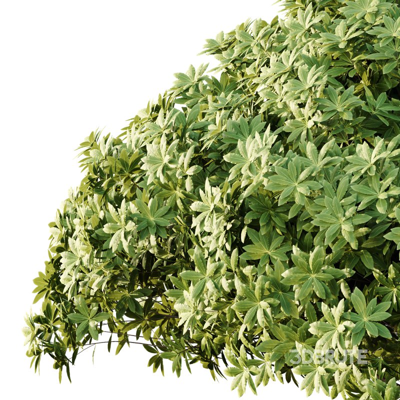 Edgeworthia chrysantha Plant Bush 04 Image 4