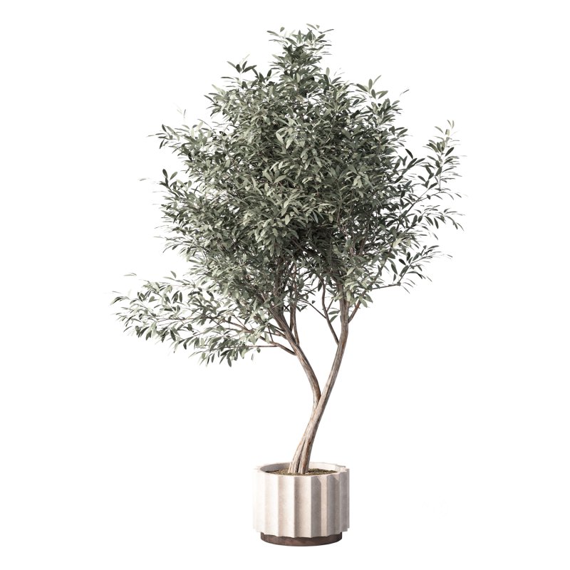 Olive Tree Indoor Plant Set.30 Image 2