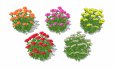 Azalea ( Orange, Pink, Red, White, Yellow) - Thumbnail 6
