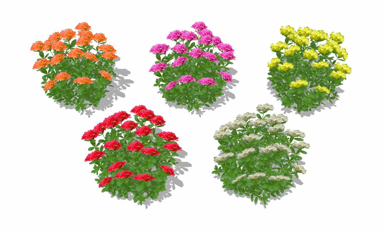 Azalea ( Orange, Pink, Red, White, Yellow) Image 6