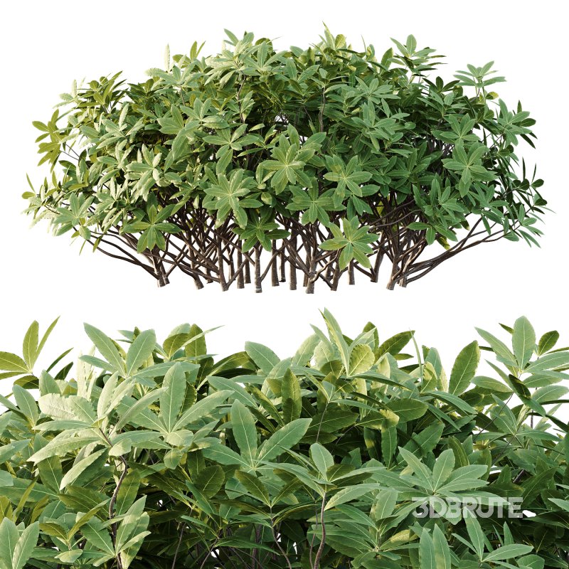 Edgeworthia chrysantha Plant Bush 03 Image 6