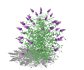 Buddleja Butterfly Bush Purple - Thumbnail 4