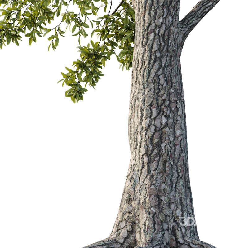 Spanish Moss Tree 01 Image 2