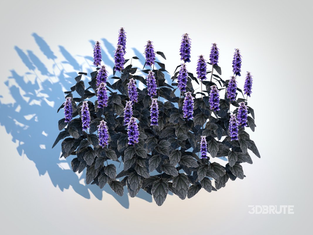 Ajuga ‘Black Scallop’ – Bugleweed Image 6