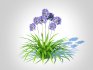 Agapanthus Africanus - Thumbnail 1