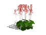 Heuchera sanguinea – coral bells - Thumbnail 4
