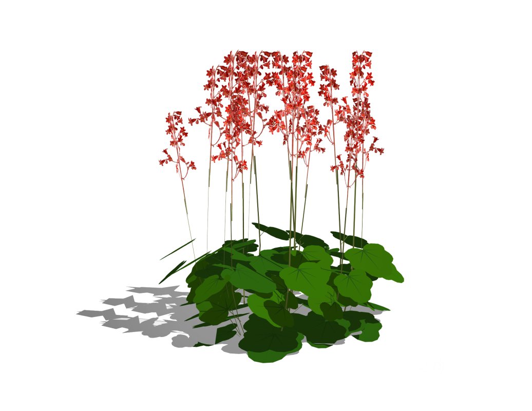 Heuchera sanguinea – coral bells Image 4