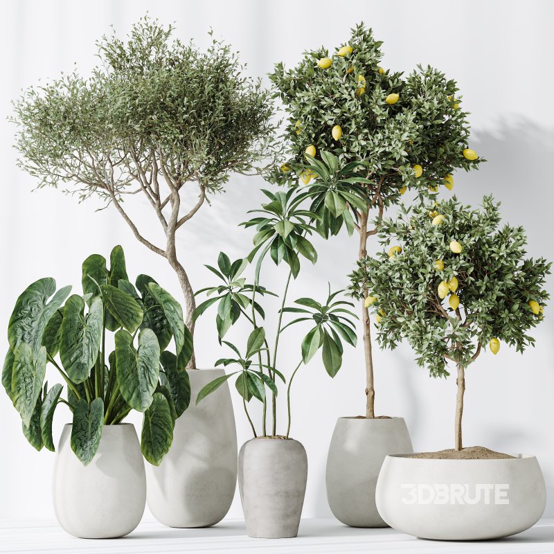 AV Indoor plants set 200 Mandarin Fruit Lemon Tree and Alocasia Jardin and Ficus Cyathistipula Fig and Mission Olive Image 7