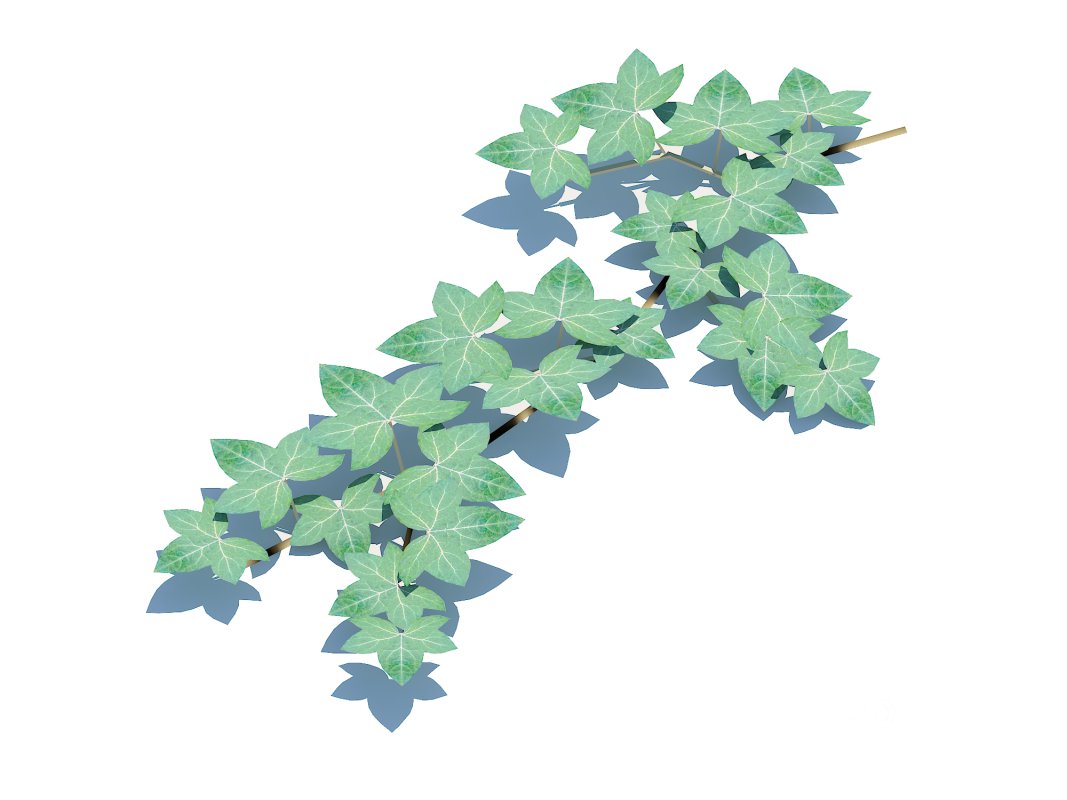 Hedera Helix – English Ivy-Vine Image 4