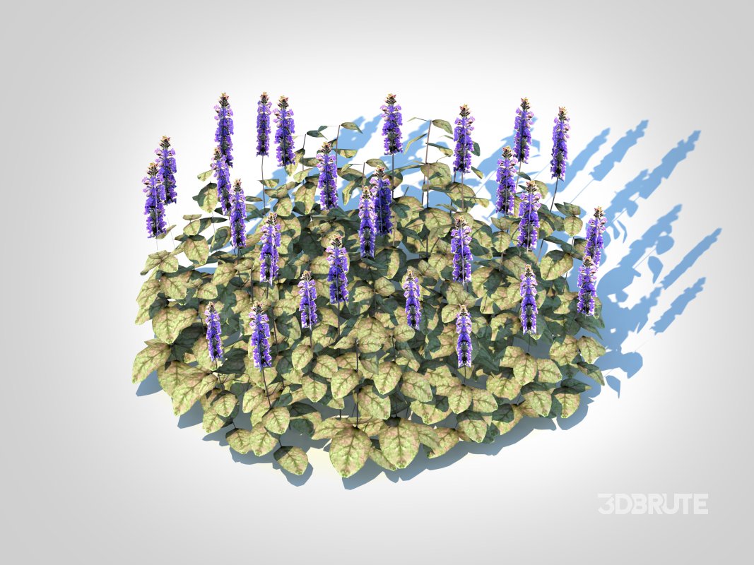 Ajuga reptans ‘Burgundy Glow’ – Bugleweed Image 1