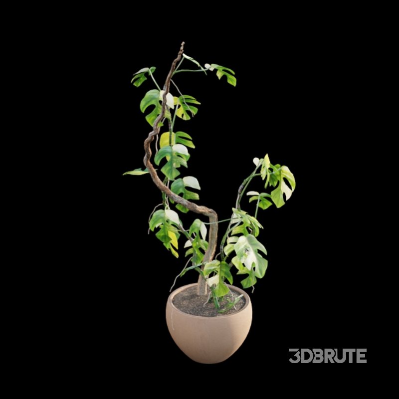 Rhaphidophora tetrasperma variegata – Mini Monstera Image 6