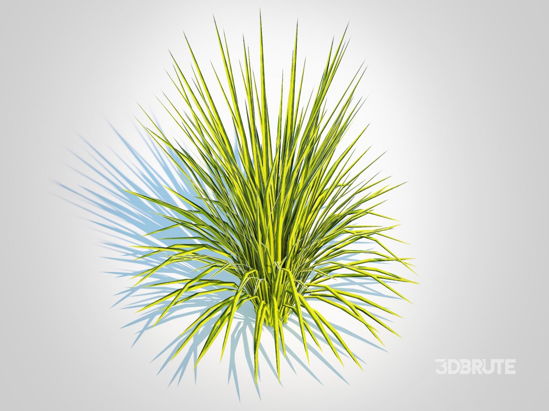 Acorus gramineus Oborozuki – Sweet Flag Image 2