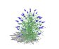 Buddleja Butterfly Bush Blue - Thumbnail 1
