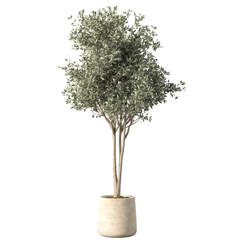 Olive Tree Indoor Plant Set.21 Image 4