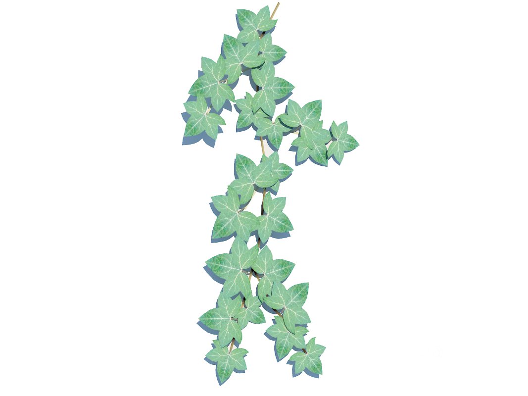 Hedera Helix – English Ivy-Vine Image 2