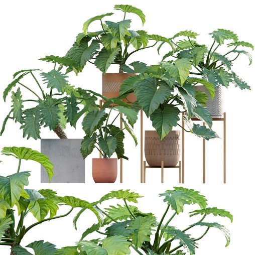 Philodendron undulatum
