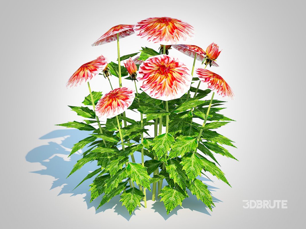 Dahlia Connie Image 5