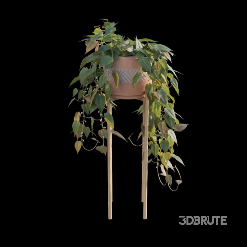 Philodendron Scandens Micans Image 3