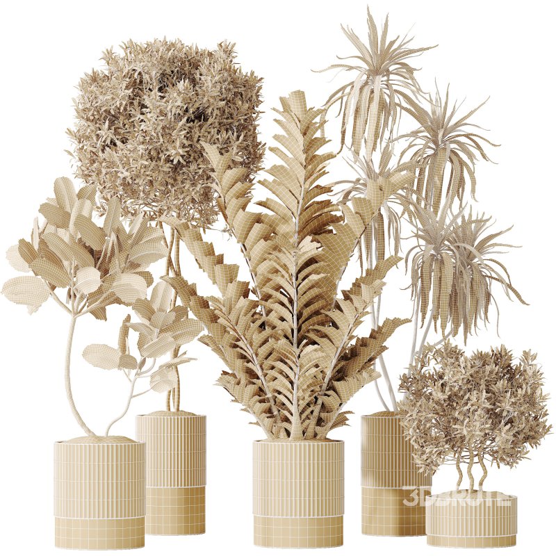 AV Indoor plants set 198 Arbequina Olive and Lemon Lime Cane Dragon and Zamiifolia Aracea and Ficus Elastica Abidjan Image 8