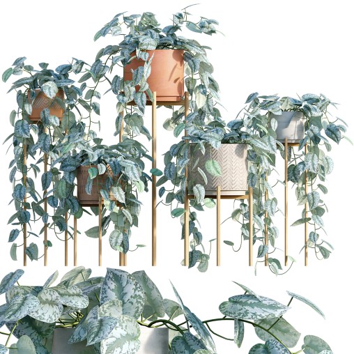 Scindapsus pictus – Satin Pothos – 02