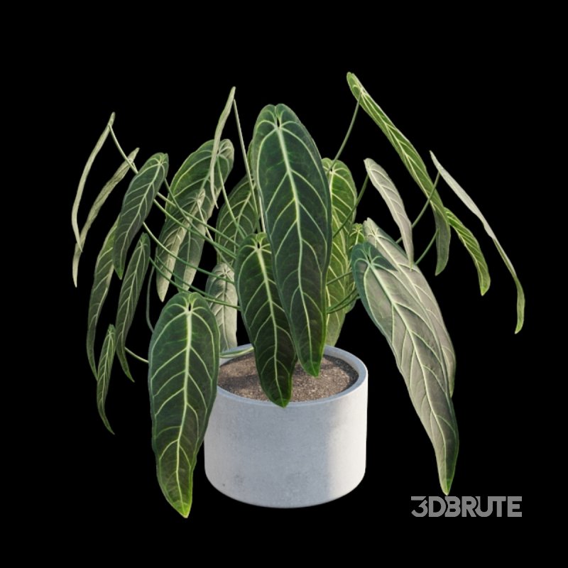 Anthurium warocqueanum Image 5