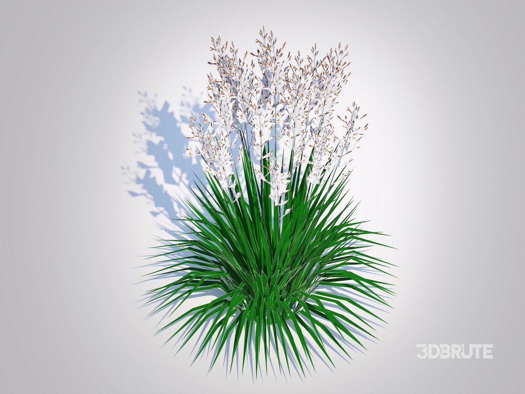 Deschampsia cespitosa – Tufted Hair Grass Image 4