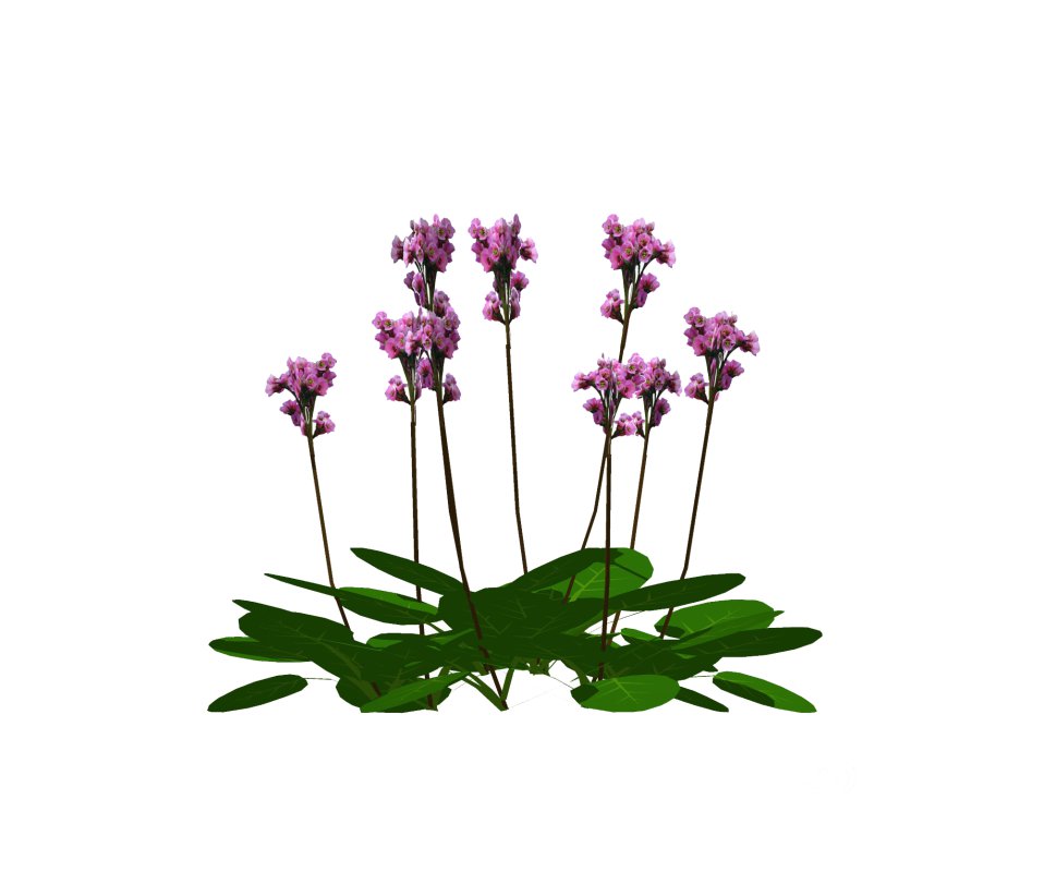 Bergenia Cordifolia Image 5