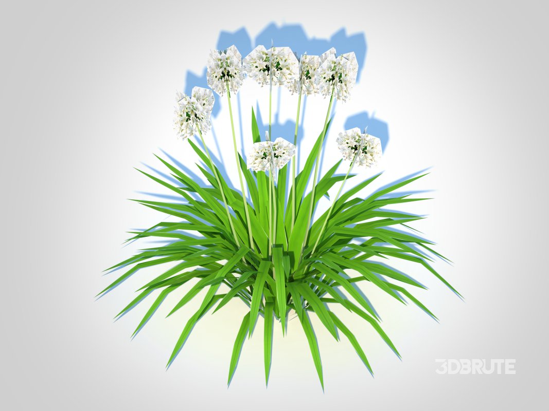 Agapanthus-dwarf-white Image 5