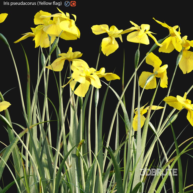 Iris pseudacorus – Yellow flag – 02 Image 3
