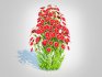 Aster novi-belgii – Dawrf Aster – red - Thumbnail 2