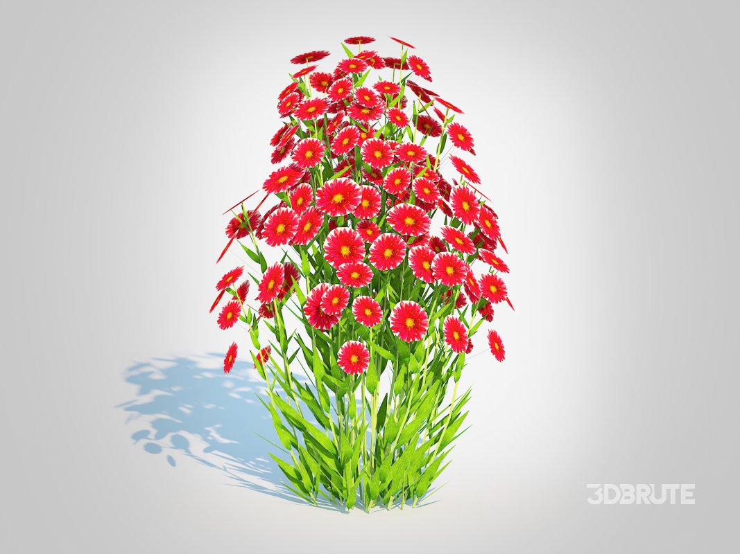 Aster novi-belgii – Dawrf Aster – red Image 2