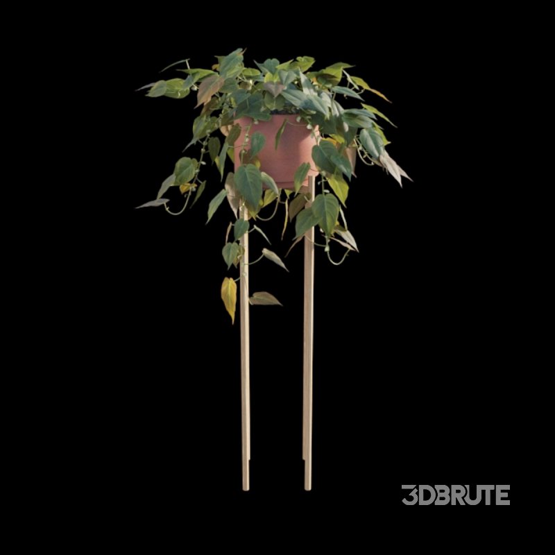 Philodendron Scandens Micans Image 6