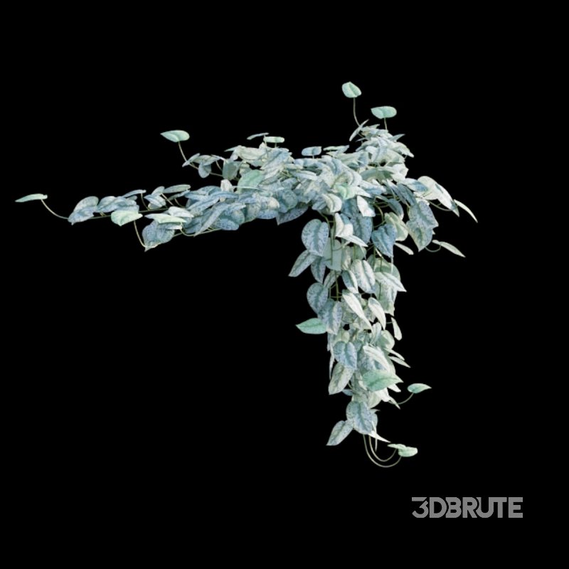 Scindapsus pictus – Satin Pothos Image 2