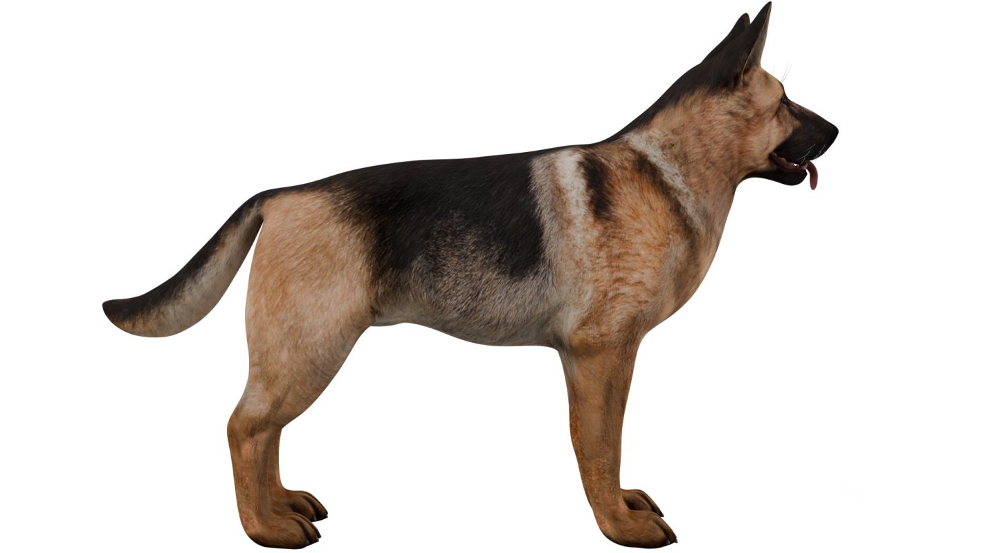 German Shepherd Image 7