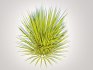 Carex elata – Bowles Golden Sedge - Thumbnail 4